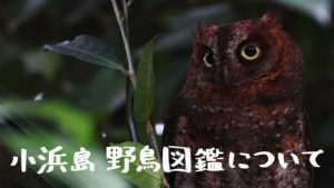 小浜島 野鳥図鑑について