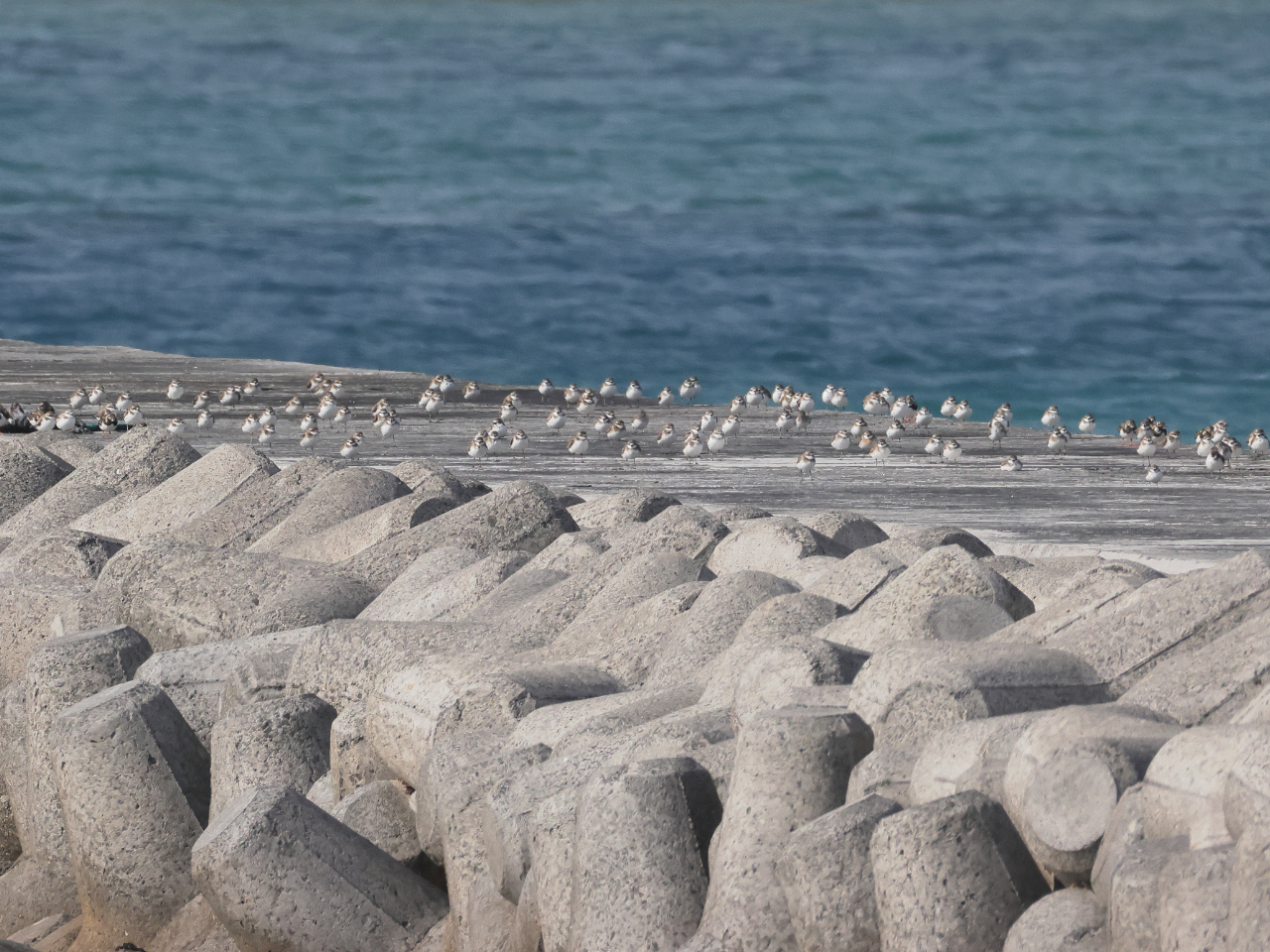 防波堤で休むシギ•チドリ類の群れ