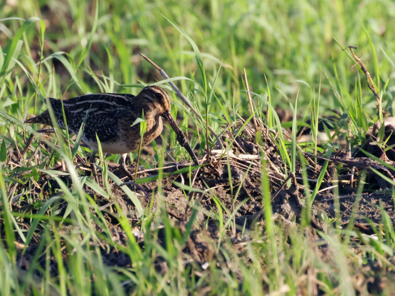 湿地から少し出てきて活動するタシギ
