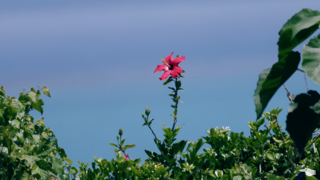 小浜島に咲くハイビスカス