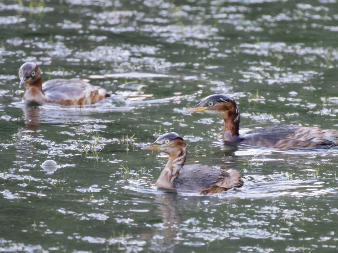 カイツブリの幼鳥3羽の画像