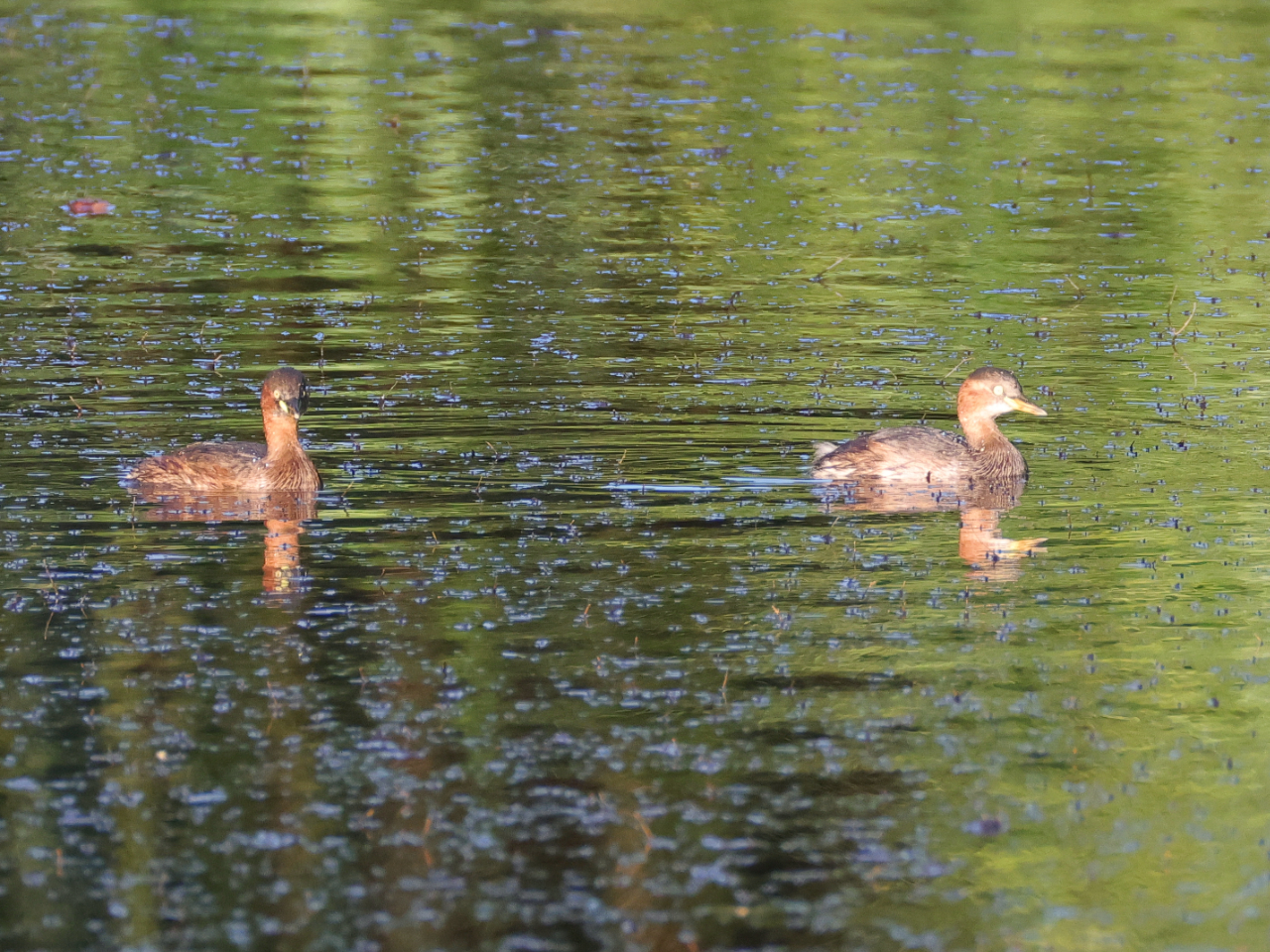 ペアで泳ぐカイツブリの画像