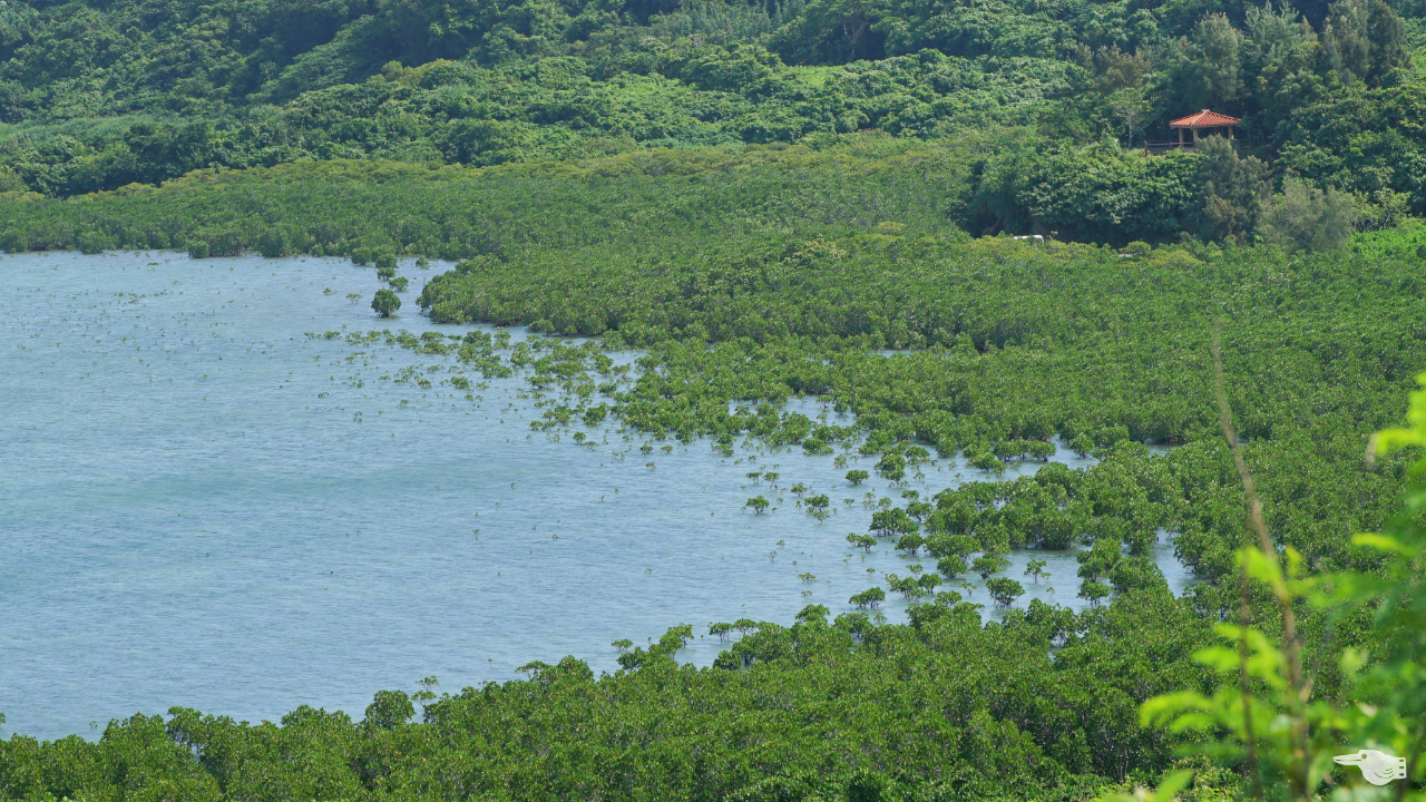 小浜島の高いところから見下ろした石長田海岸のマングローブ林の画像