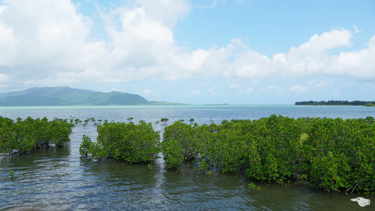 石長田海岸に広がる満潮時のマングローブ林の画像