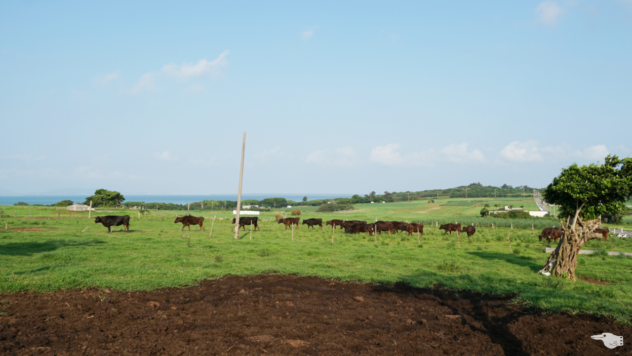 シュガーロード近くの牛の放牧地の画像