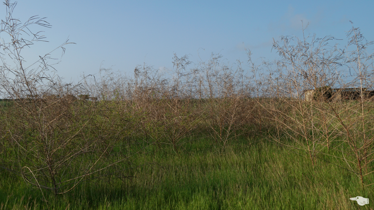シュガーロードにある耕作放棄地に生えた雑草の画像