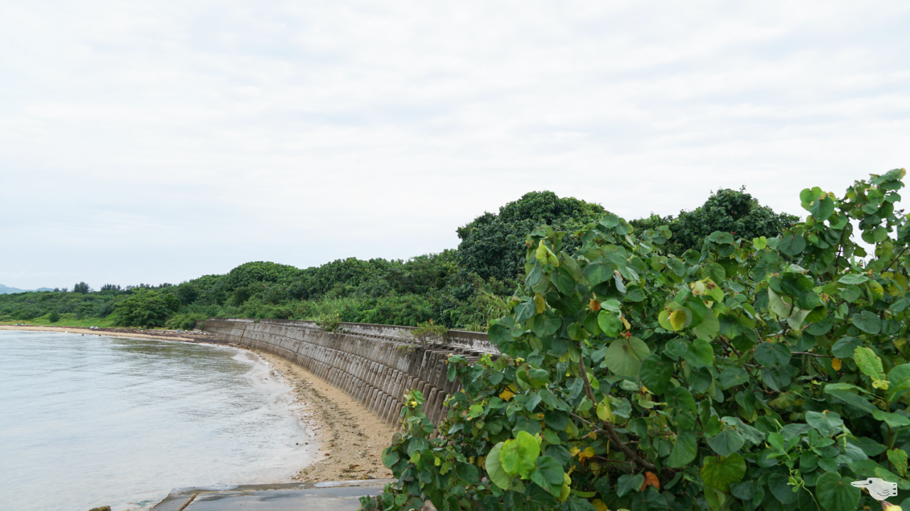 つんつくビーチの防波堤の画像
