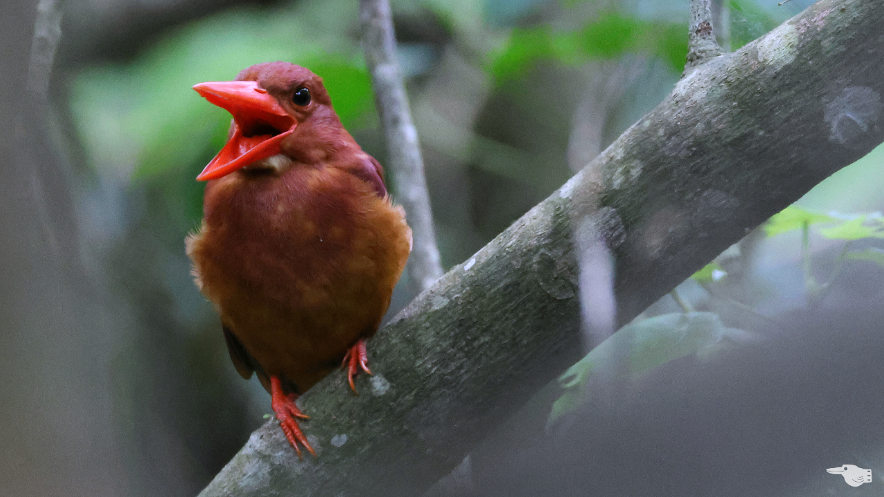 南西諸島の鳥さん「リュウキュウアカショウビン」
